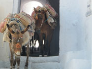 Santorini-Burros