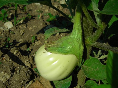 Melitzana Melitzana
