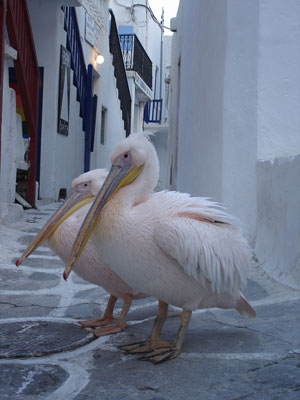 Los Pelícanos rosados de Mykonos